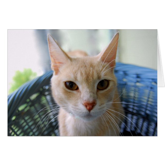 Lederfarbene orientalische Shorthair Katze (Vorderseite (Horizontal))