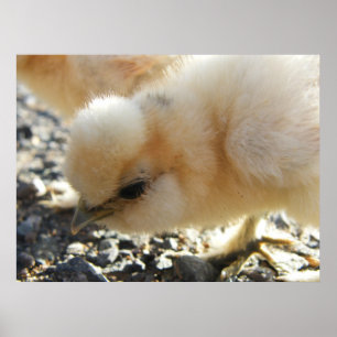 Lederfarbenes Silkie Huhn-Küken Poster