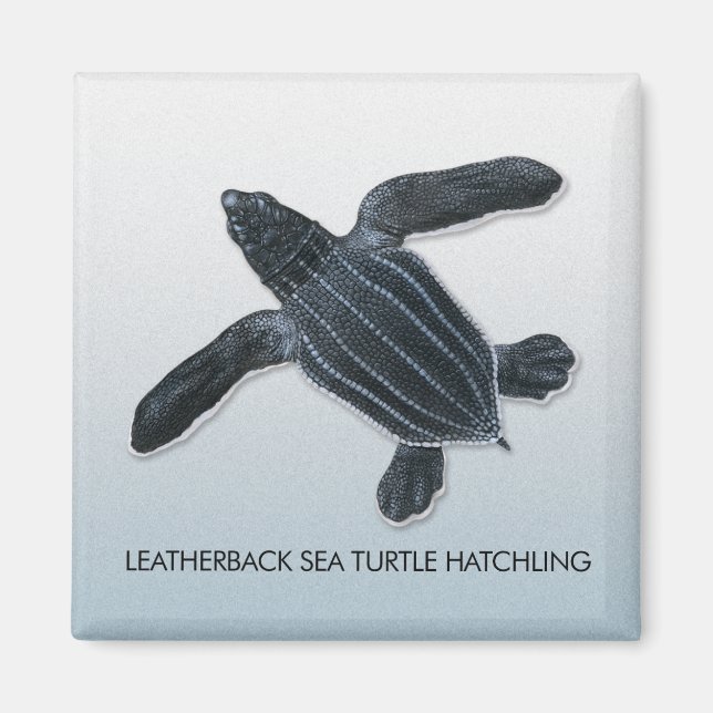 Lederrückenschildkrötenmagnet Magnet (Vorne)