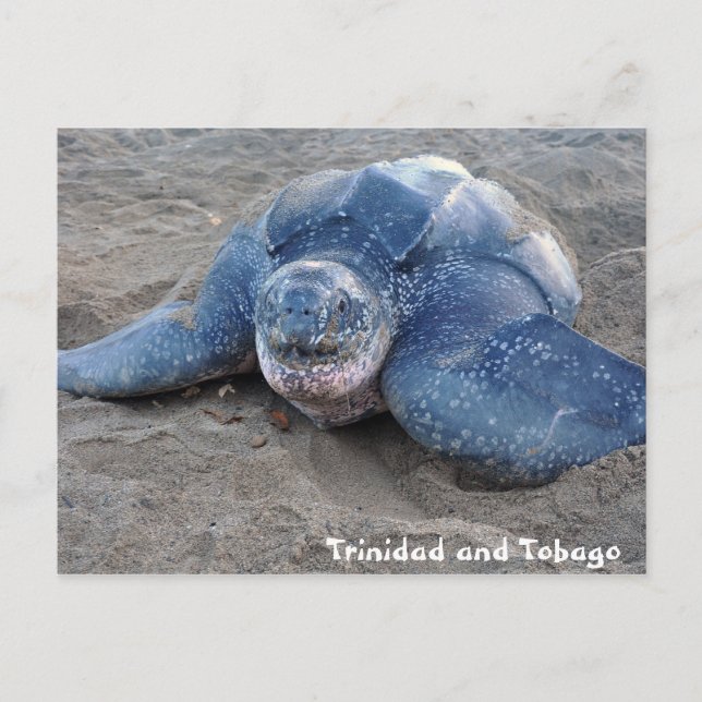 Lederschildkröte in Trinidad und Tobago Postkarte (Vorderseite)