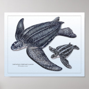 Lederschildkrötenerwachsene und jugendliche Schrif Poster