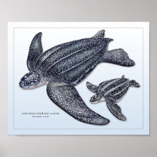 Lederschildkrötenerwachsene und jugendliche Schrif Poster
