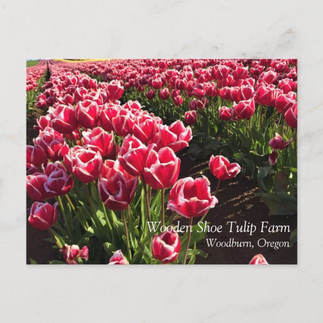 Leen Van Der Mark Tulips, Oregon Postkarte (Vorderseite)