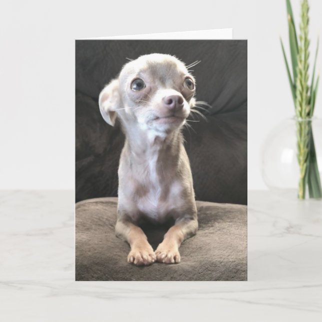 Leere Chihuahuagrußkarte Karte (Vorderseite)