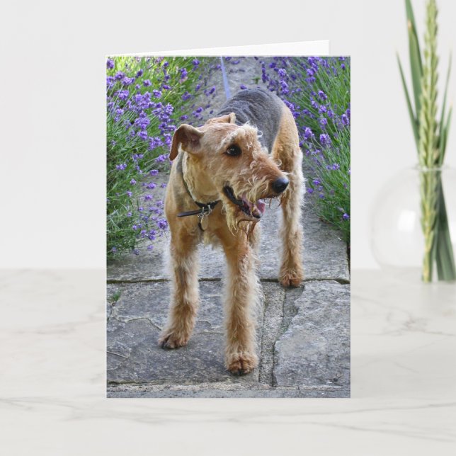 Leere Gruß-Karte Airedales Terrier Karte (Vorderseite)