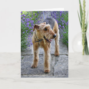 Leere Gruß-Karte Airedales Terrier Karte