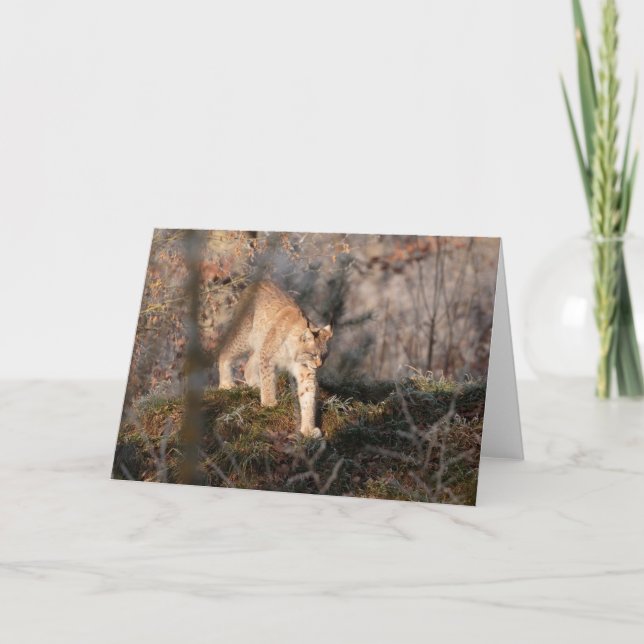 Leere Gruß-Karte: Herumstreichender Luchs Karte (Vorderseite)