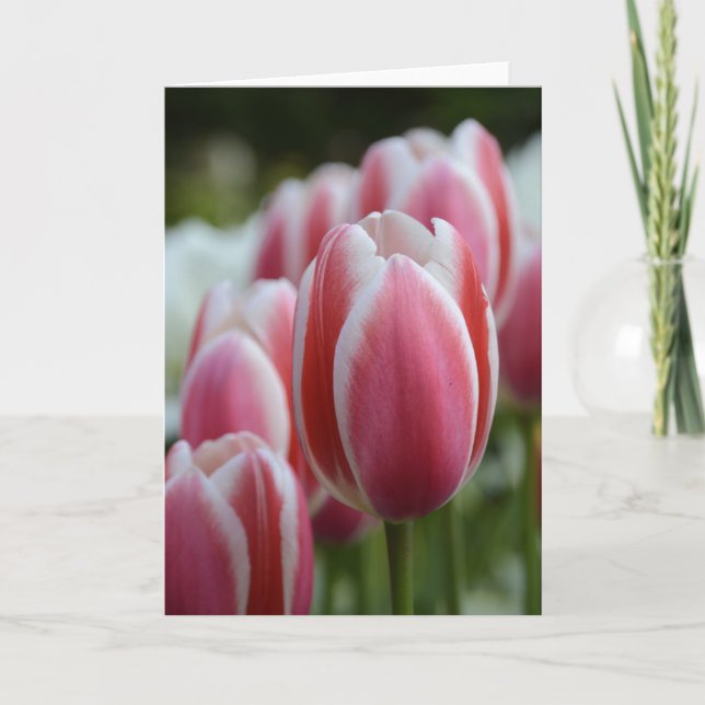 Leere Gruß-Karte mit rosa Tulpen Karte (Vorderseite)