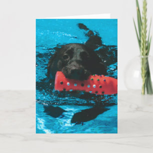Leere Grußkarte mit Labrador Schwimmen Dankeskarte