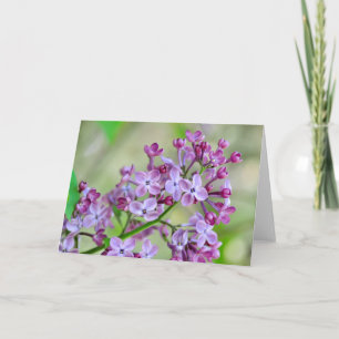 Leere Grußkarte mit Lilac-Blume Karte