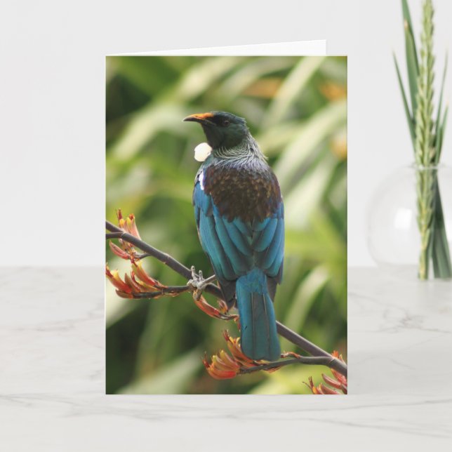 Leere Grußkarte: NZ Tui Bird Karte (Vorderseite)