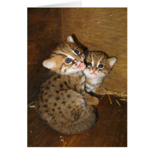 Leere Karte - rostige gepunktete Katze
