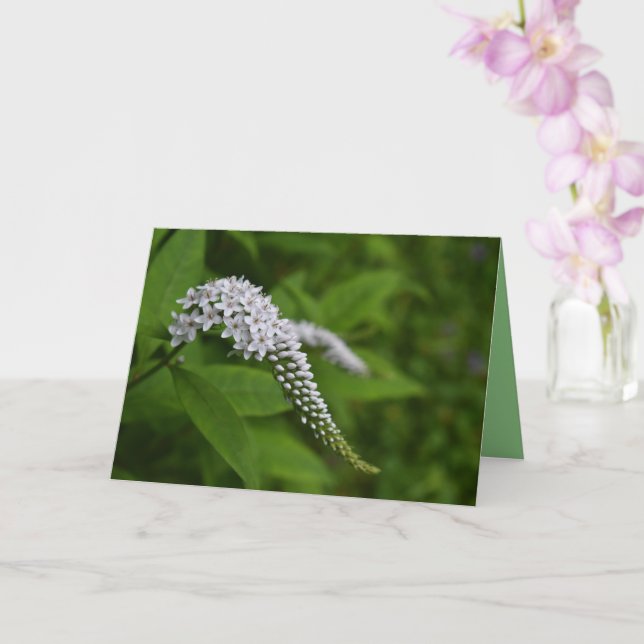 Leere Karte - schöne weiße Gooseneck-Blume (Orchidee)