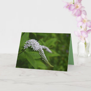 Leere Karte - schöne weiße Gooseneck-Blume