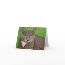 Leere Karte Smokey Katze