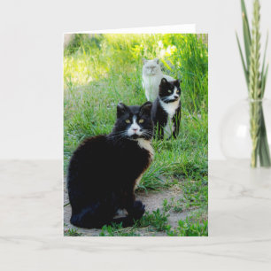 Leere Karte - "Trio" Katzenfoto, wilde Katzen