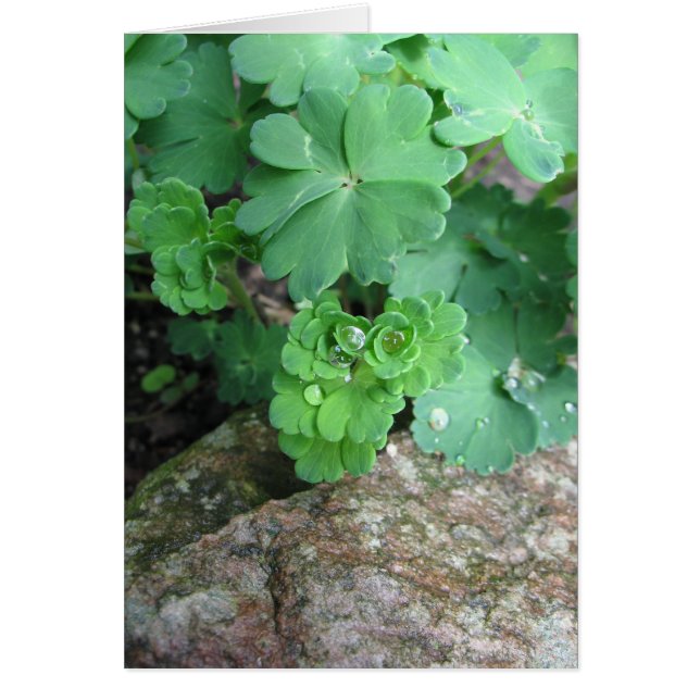 Leere Karten Columbines (Vorne)