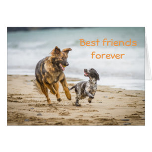 Leere Karten-Schäferhund Hund und Cockerspaniel