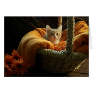 leere Kätzchenkarte