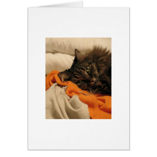 Leere Katzen-Orangen-Karte