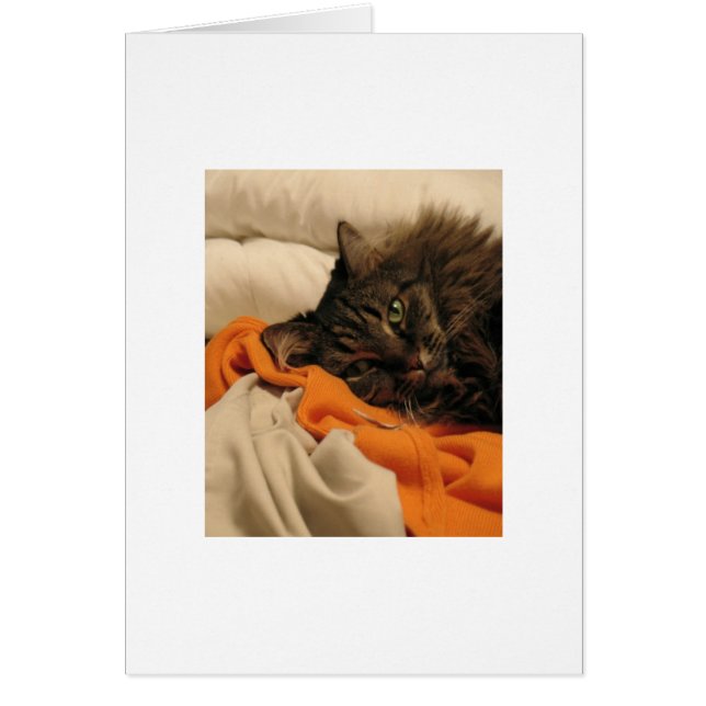 Leere Katzen-Orangen-Karte (Vorne)