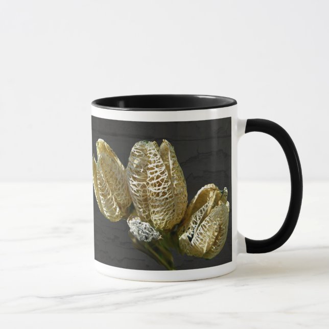 Leere Lily Seed Pods Koordinaten von Elementen Tasse (Rechts)