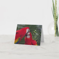 Leere rote Papageien-Grußkarten