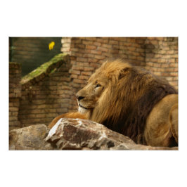 Leeuw, Lion Poster