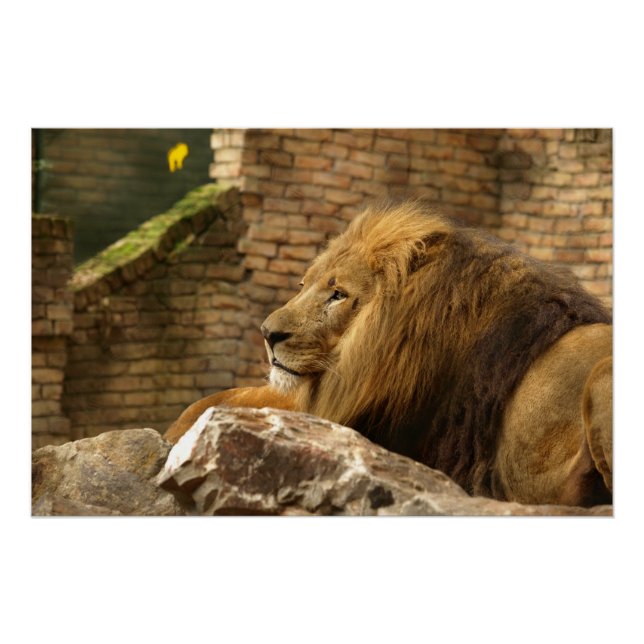 Leeuw, Lion  Poster (Vorderseite)