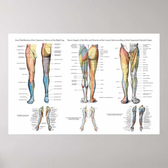 Leg Nerve Innervation of Lower Extremities Poster (Vorne)