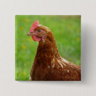 Legehenne-Rhode Island Rot-Huhn Button