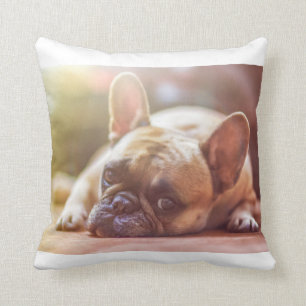Legen der französischen Bulldogge Kissen