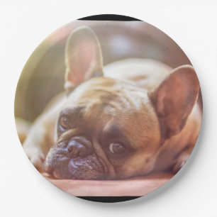 Legen der französischen Bulldogge Pappteller