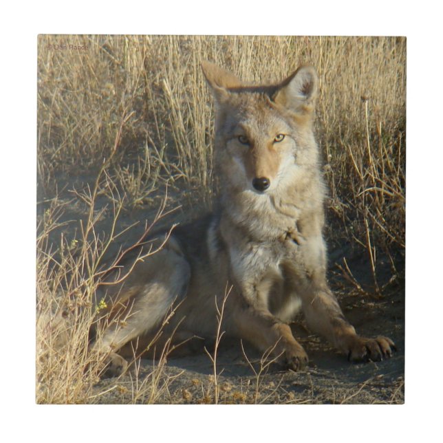 Legen des Kojote-R15 Fliese (Vorderseite)