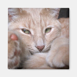 Legendäre Proportionen Magnet