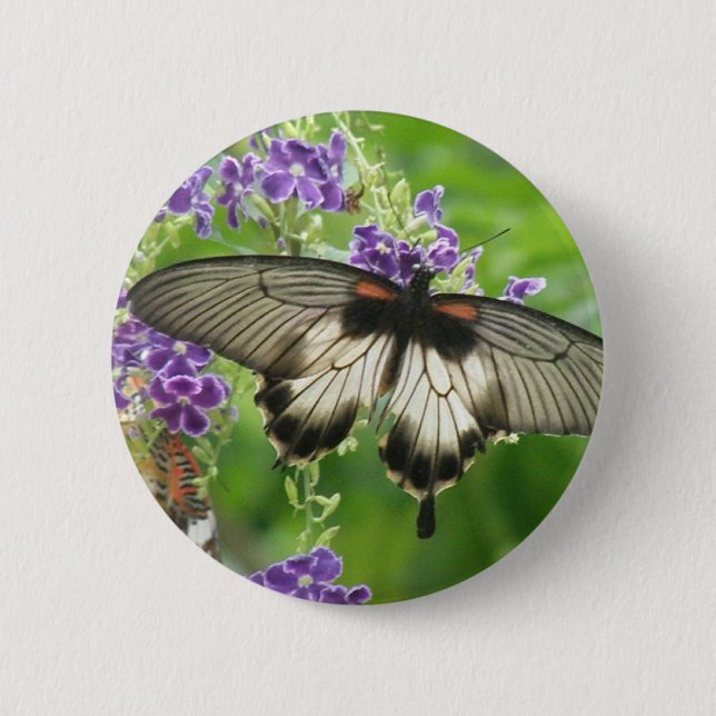 Legende des Schmetterlings-Knopfes Button (Vorderseite)