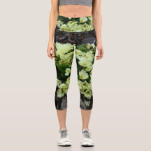 Belle Primula vulgaris Primroses en feuille sec