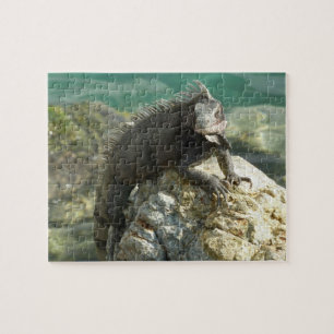 Leguan auf den Felsen in St. Thomas