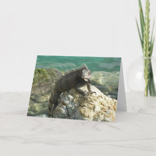 Leguan auf den Felsen in St. Thomas Karte