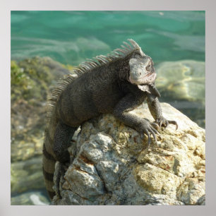 Leguan auf den Felsen in St. Thomas Poster