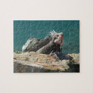 Leguan auf St. Thomas