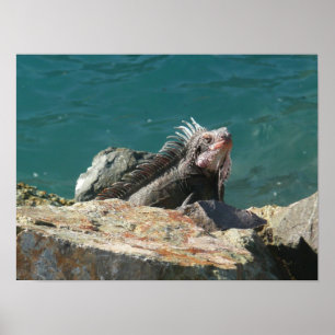 Leguan auf St. Thomas Poster