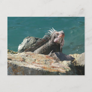 Leguan auf St. Thomas Postkarte
