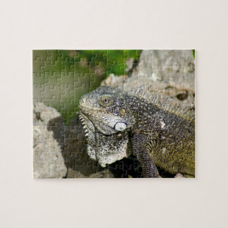 Leguan, Curaçao, karibische Inseln, Foto