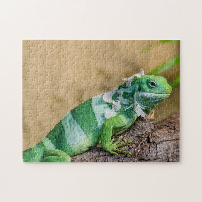 Leguan-Foto-Puzzlespiel (Horizontal)