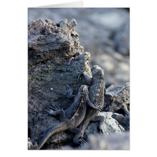 Leguan ist mit Ihnen