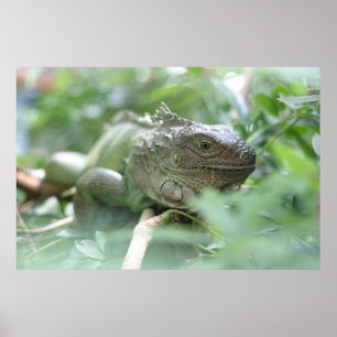 Leguan Poster