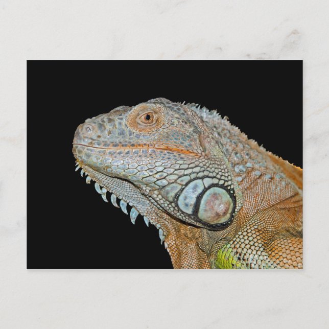 LEGUAN POSTKARTE (Vorderseite)