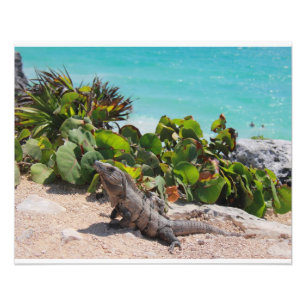 Leguan- und Türkismeer Fotodruck