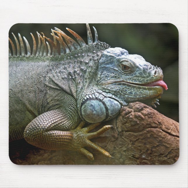 Leguane, Tiere, wild lebende Tiere Mousepad (Vorne)